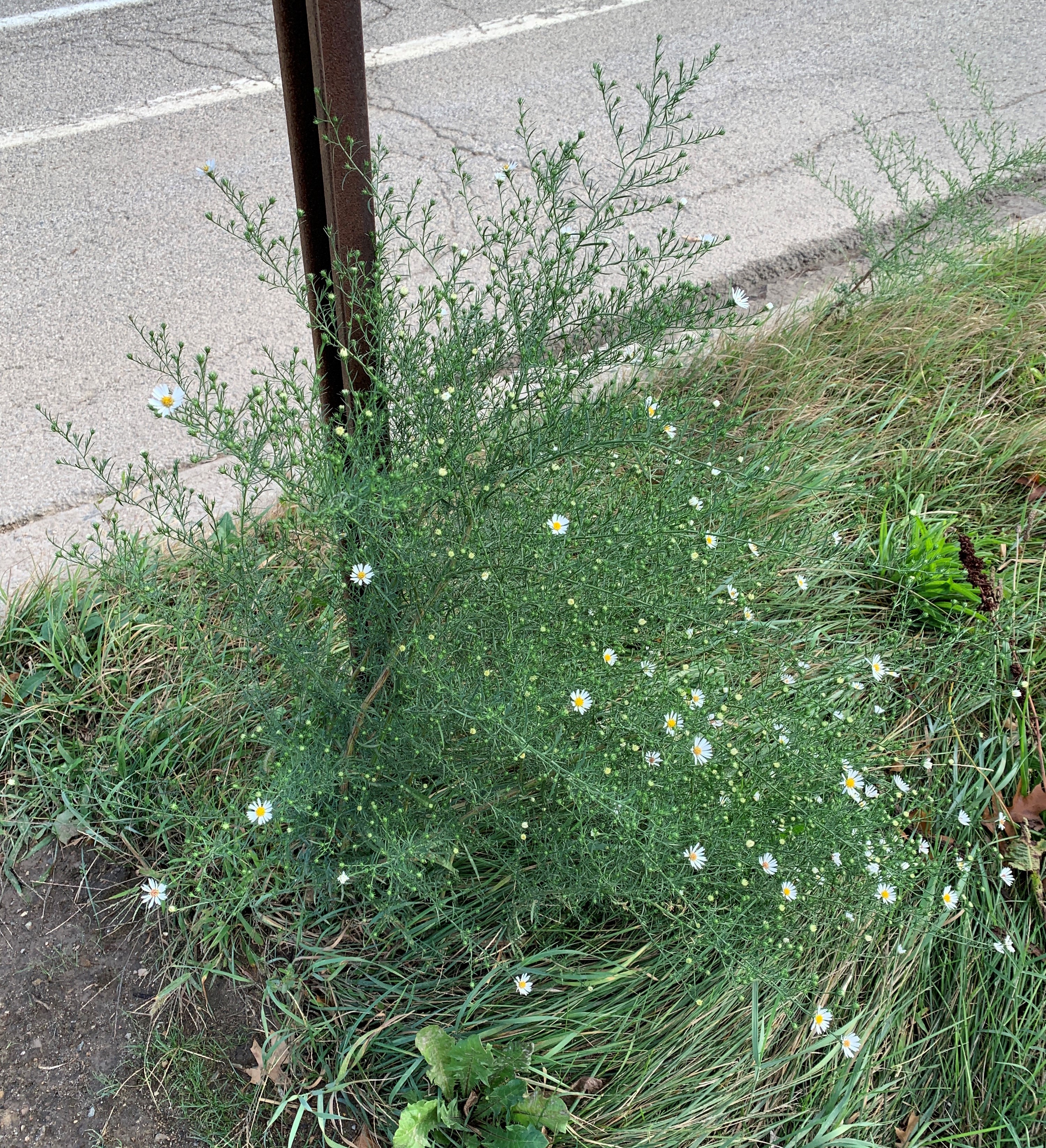 Frost aster